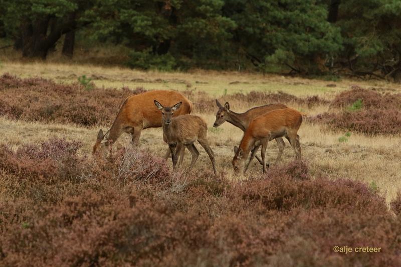 26 sept.2016  12.JPG - Veluwe 2016