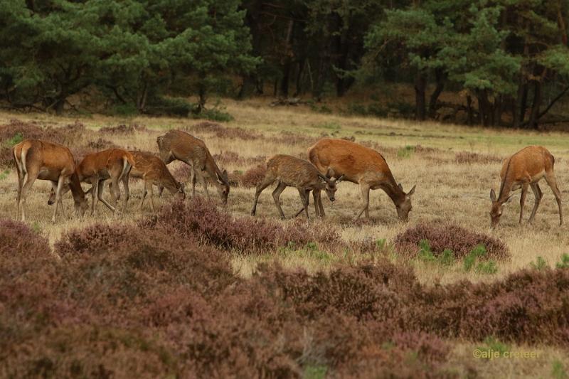 26 sept.2016  13.JPG - Veluwe 2016