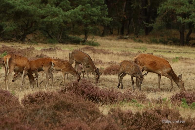 26 sept.2016  14.JPG - Veluwe 2016