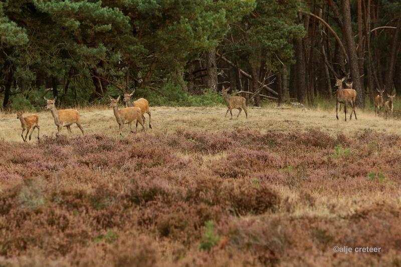 26 sept.2016  15.JPG - Veluwe 2016