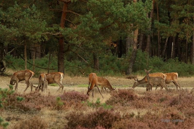 26 sept.2016  16.JPG - Veluwe 2016