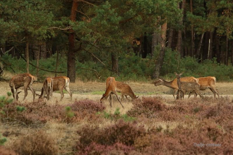 26 sept.2016  17.JPG - Veluwe 2016