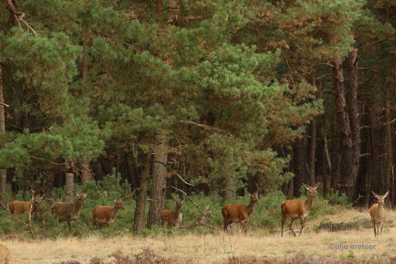 26 sept.2016  19.JPG - Veluwe 2016