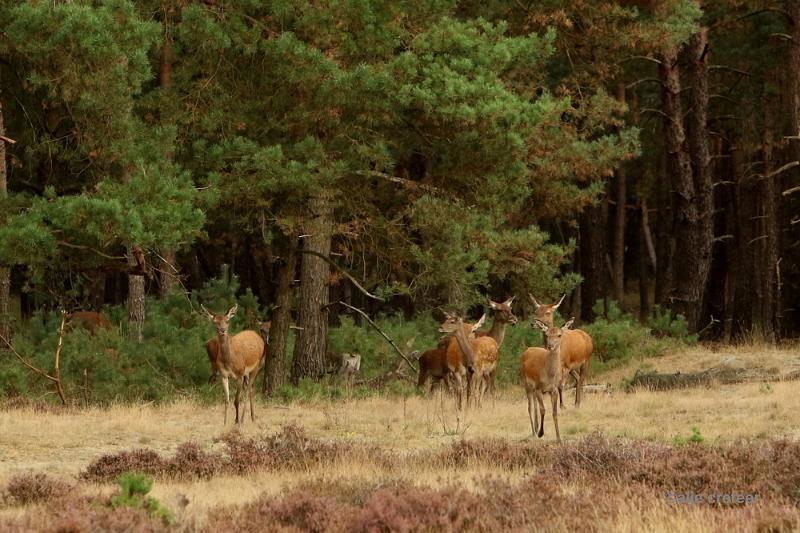 26 sept.2016  20.JPG - Veluwe 2016