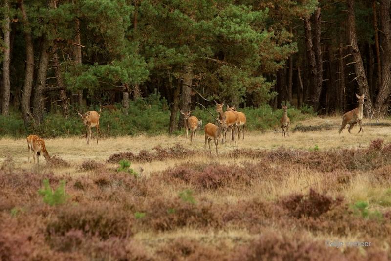 26 sept.2016  21.JPG - Veluwe 2016