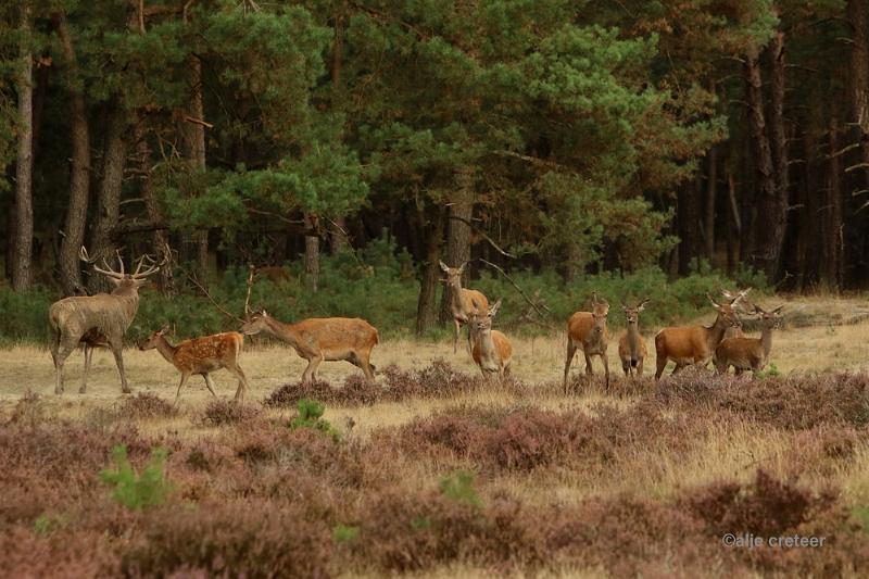 26 sept.2016  22.JPG - Veluwe 2016