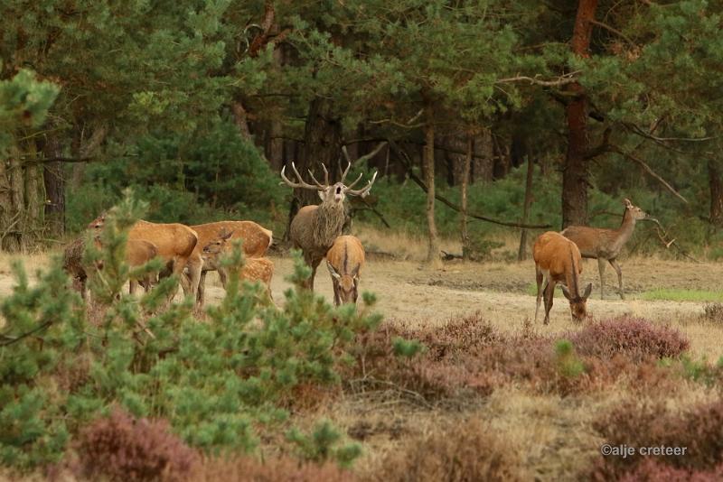 26 sept.2016  23.JPG - Veluwe 2016