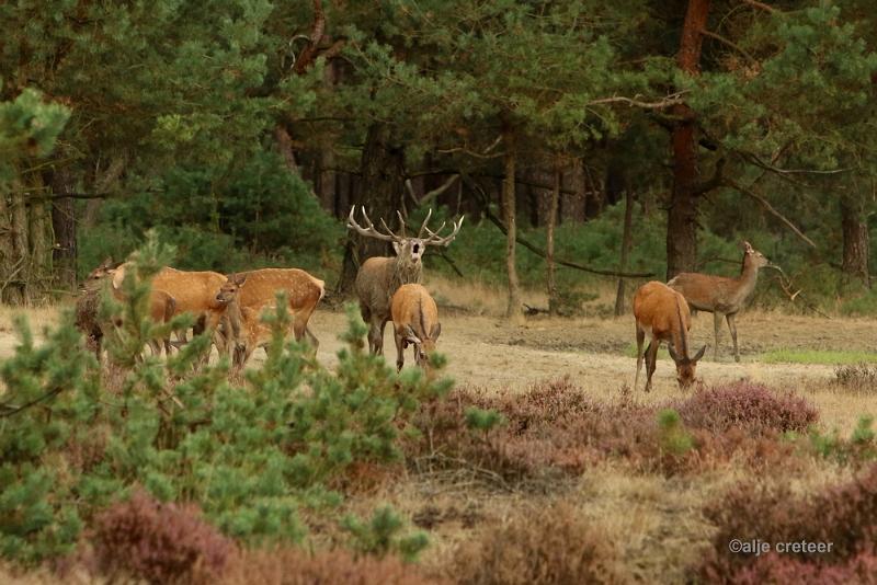 26 sept.2016  24.JPG - Veluwe 2016