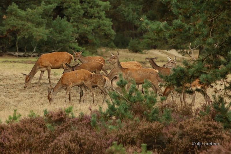 26 sept.2016  25.JPG - Veluwe 2016