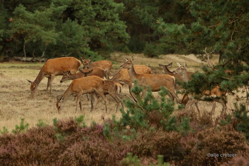 26 sept.2016  26.JPG - Veluwe 2016