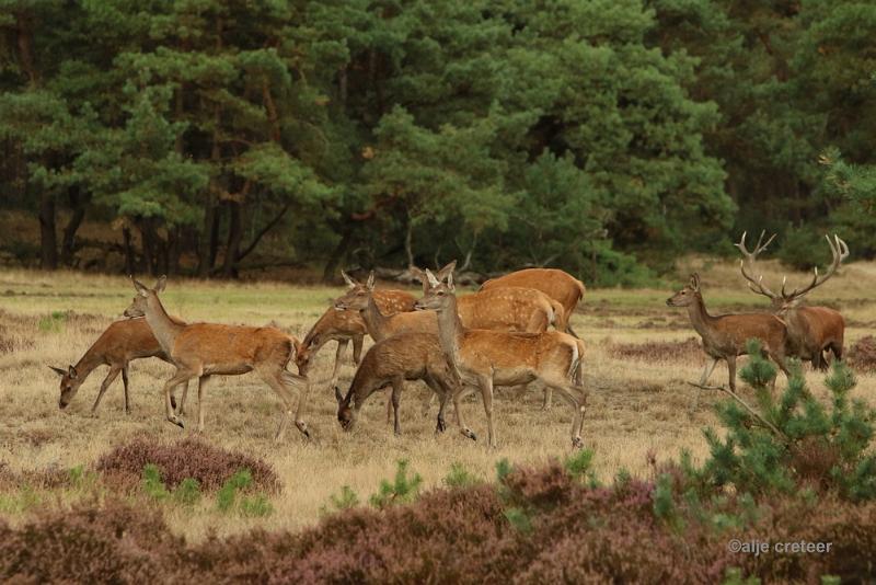 26 sept.2016  29.JPG - Veluwe 2016