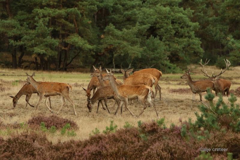 26 sept.2016  30.JPG - Veluwe 2016