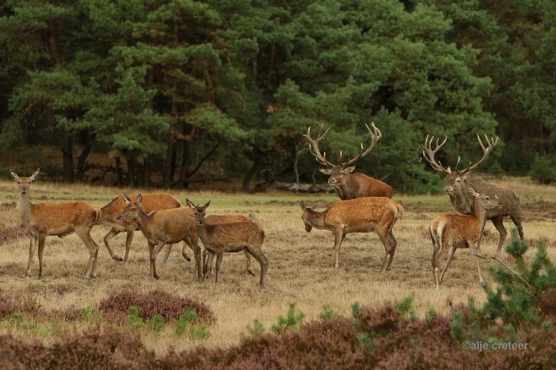 26 sept.2016  31.JPG - Veluwe 2016