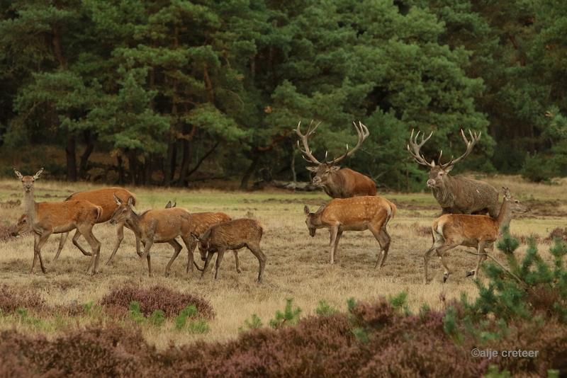 26 sept.2016  32.JPG - Veluwe 2016