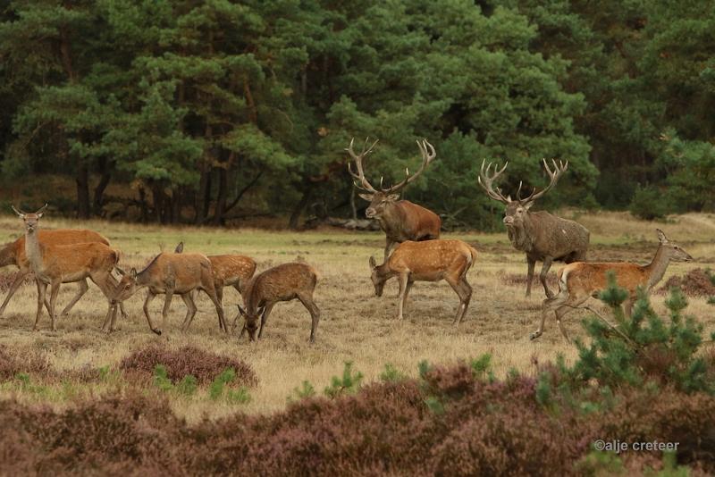 26 sept.2016  33.JPG - Veluwe 2016