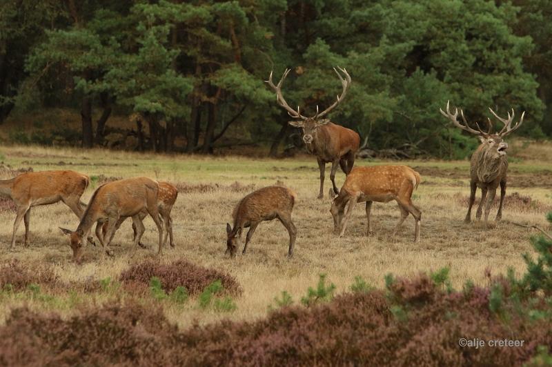 26 sept.2016  34.JPG - Veluwe 2016