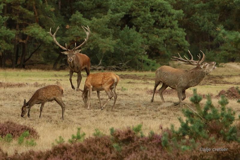 26 sept.2016  37.JPG - Veluwe 2016