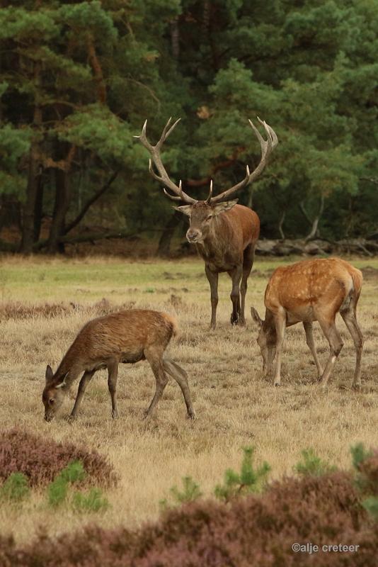 26 sept.2016  39.JPG - Veluwe 2016