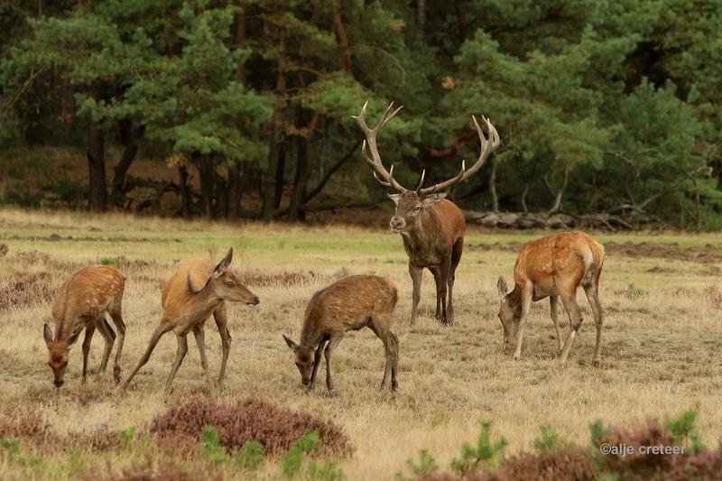 26 sept.2016  40.JPG - Veluwe 2016