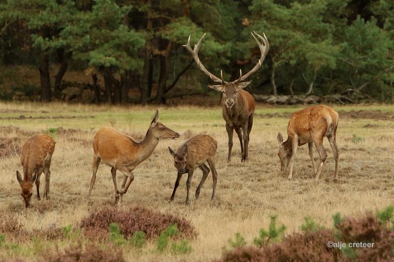 26 sept.2016  41.JPG - Veluwe 2016