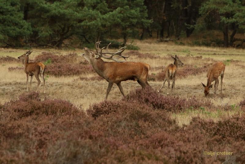 26 sept.2016  42.JPG - Veluwe 2016