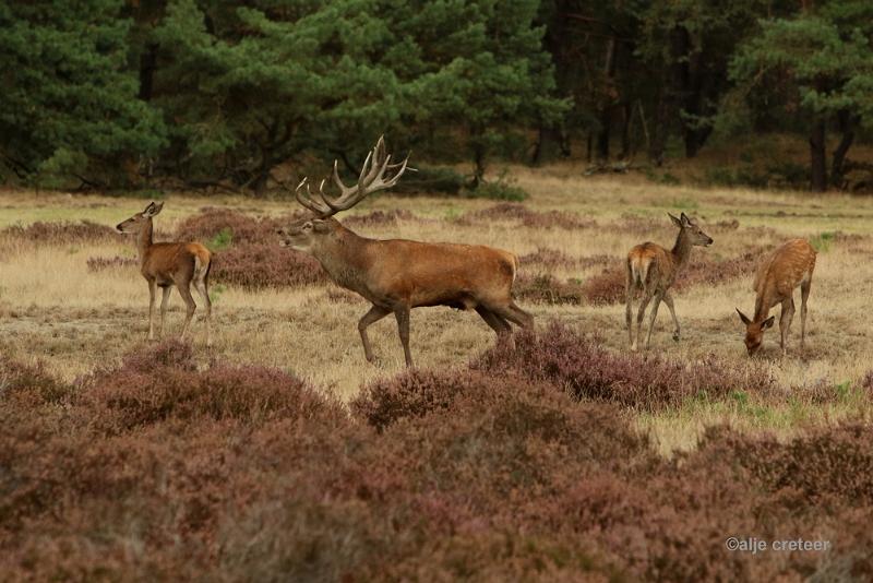 26 sept.2016  43.JPG - Veluwe 2016