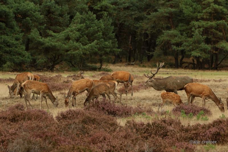 26 sept.2016  50.JPG - Veluwe 2016