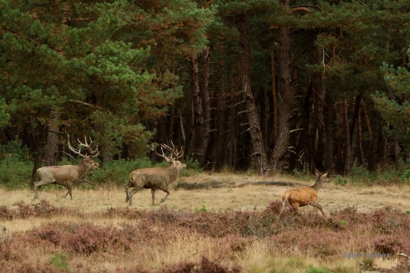 26 sept.2016  51.JPG - Veluwe 2016