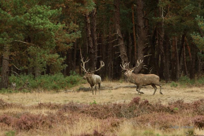 26 sept.2016  52.JPG - Veluwe 2016