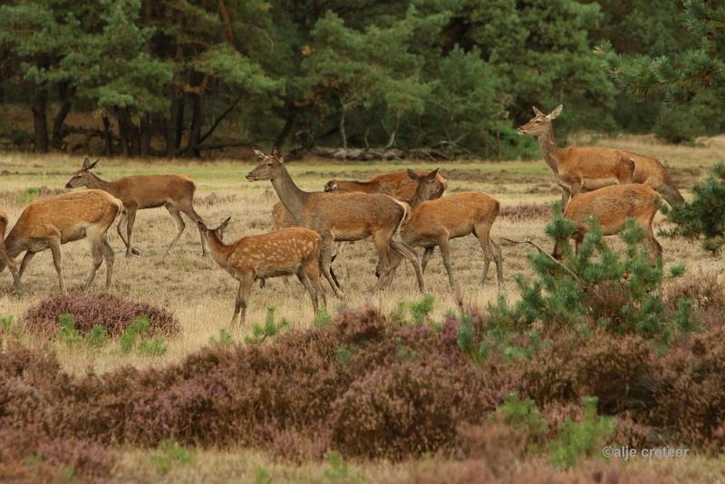 26 sept.2016  53.JPG - Veluwe 2016