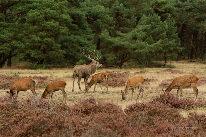 26 sept.2016  54.JPG - Veluwe 2016