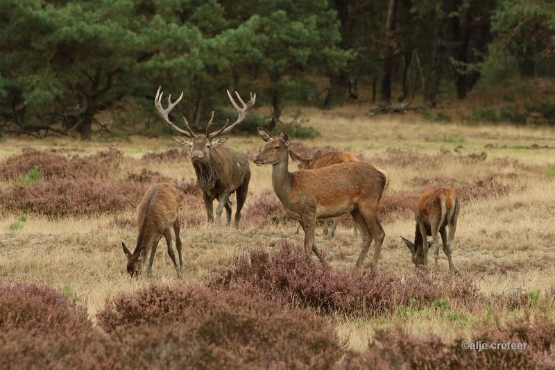 26 sept.2016  56.JPG - Veluwe 2016