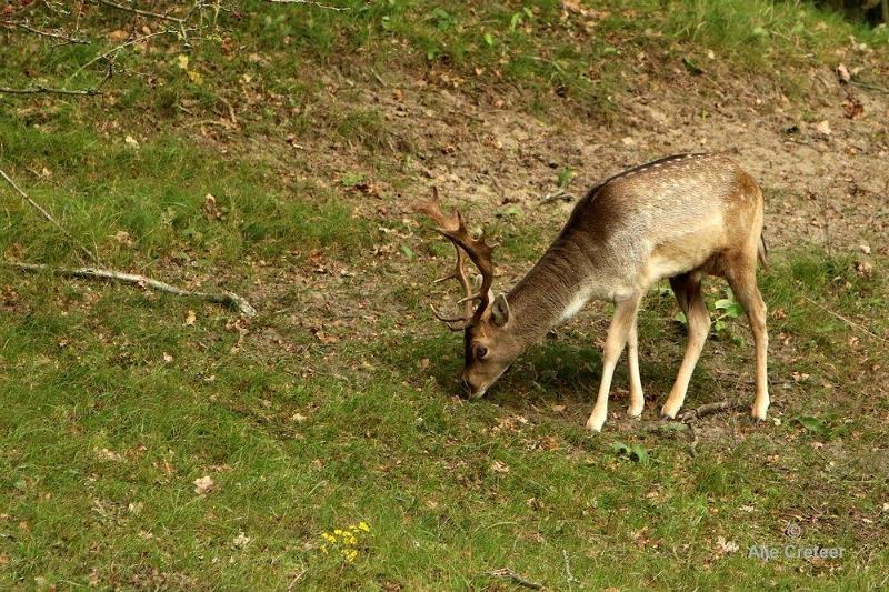 AWD  13 Oktober 2017  10.jpg - AWD 2017