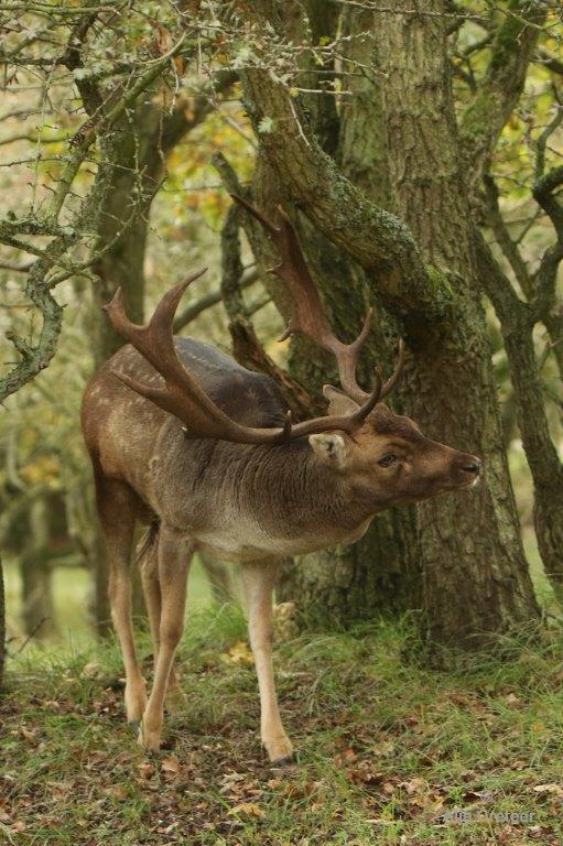 AWD  13 Oktober 2017  16.jpg - AWD 2017