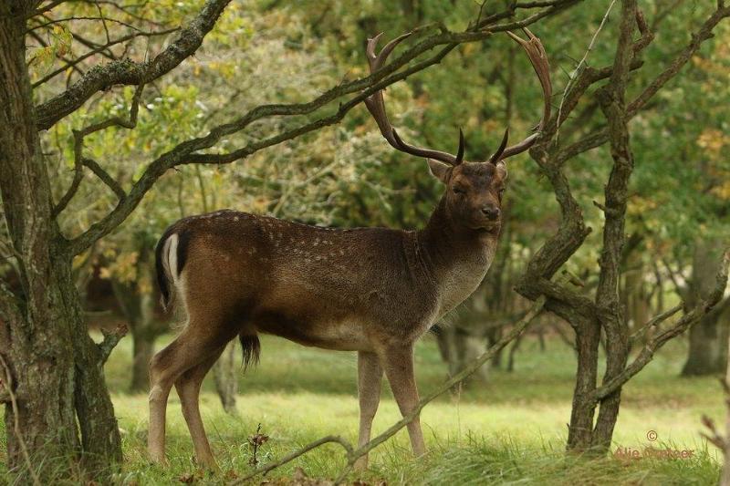 AWD  13 Oktober 2017  17.jpg - AWD 2017