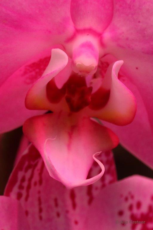 Orchidee  84.jpg - Orchidee 2017