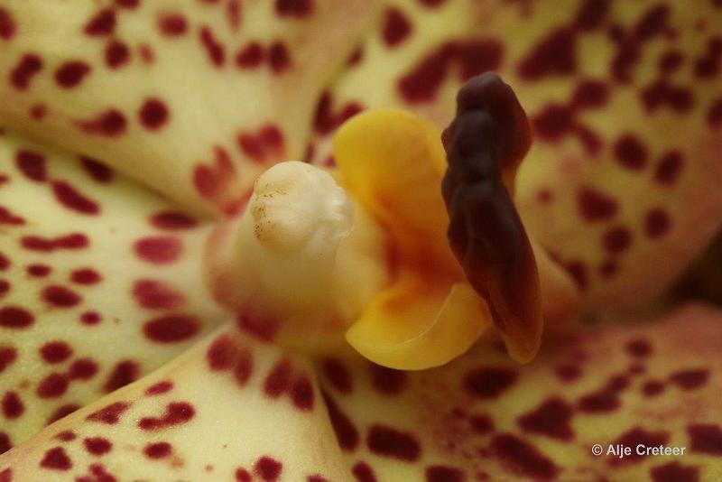 Orchidee  98.jpg - Orchidee 2017
