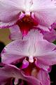 Orchidee  01