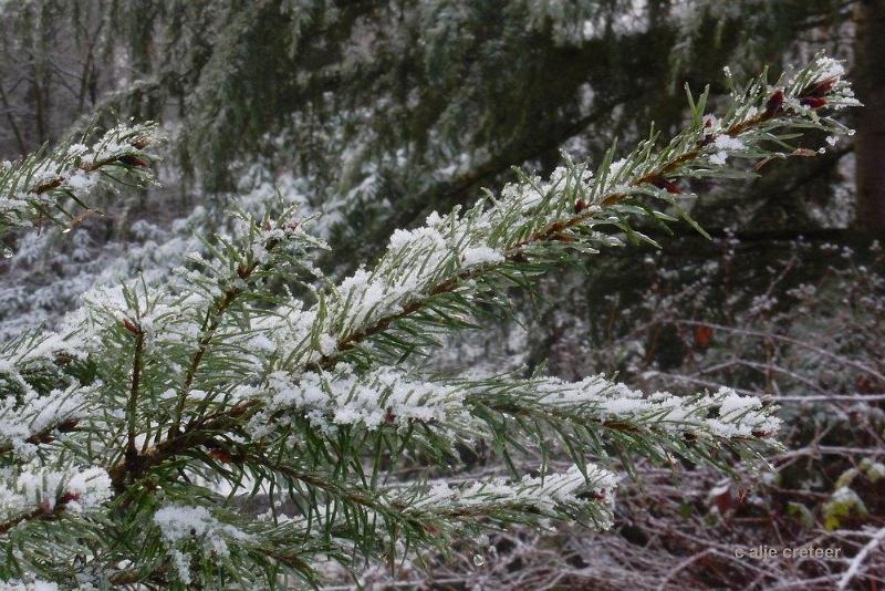 Wandeling 15 Januari 2017  30.jpg - Snertwandeling 2017