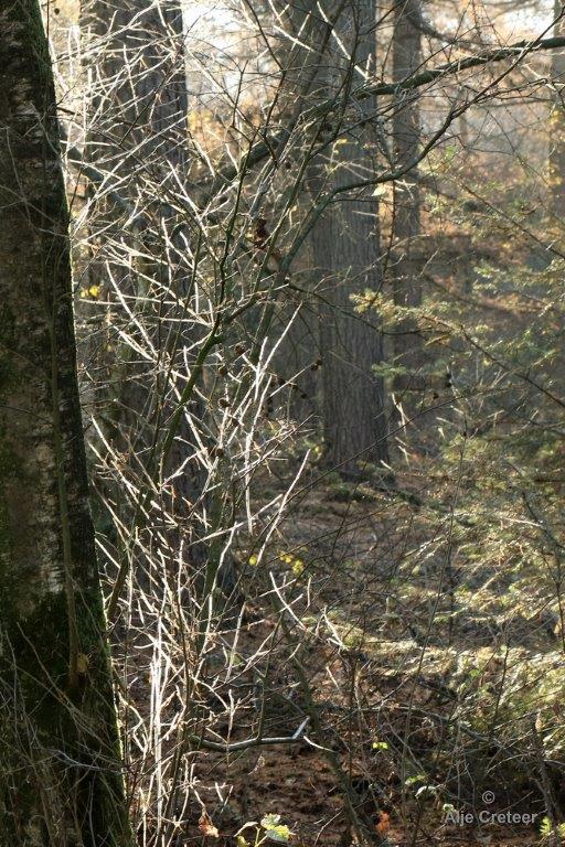 Wandeling 22 November  2017  18.jpg - Wandeling 22 november 2017