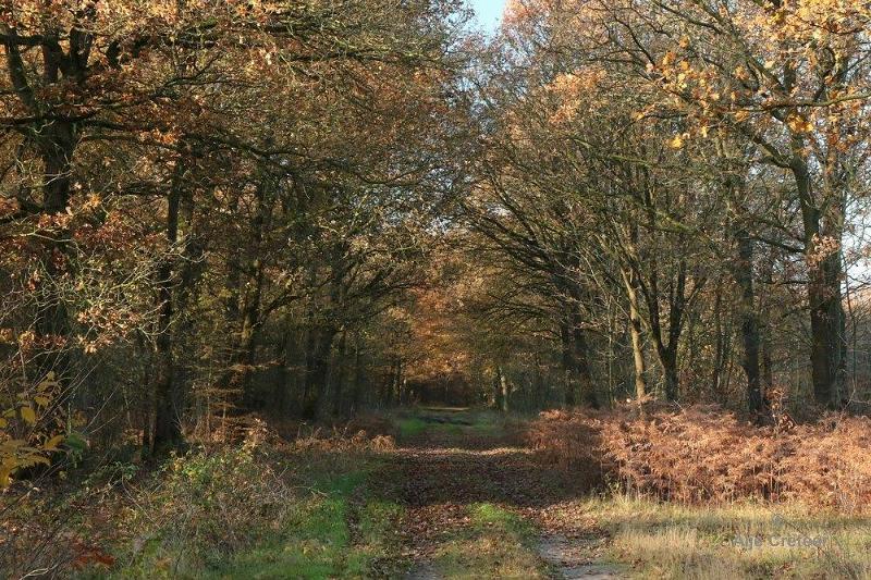 Wandeling 22 November  2017  28.jpg - Wandeling 22 november 2017