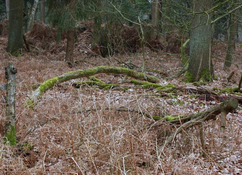 Wandeling 19 Februari 2017  01.jpg - Wandeling Cranendonck