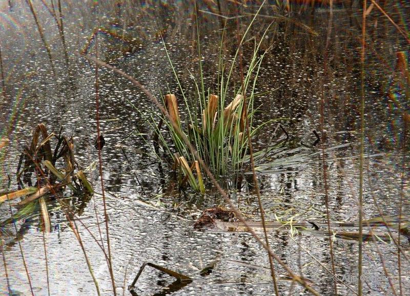 Wandeling 19 Februari 2017  06.jpg - Wandeling Cranendonck