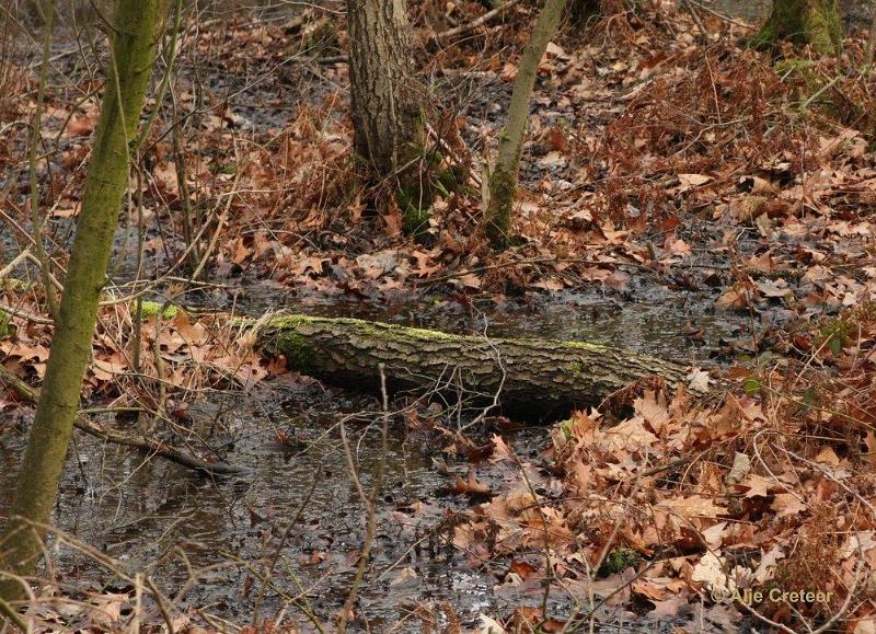 Wandeling 19 Februari 2017  13.jpg - Wandeling Cranendonck
