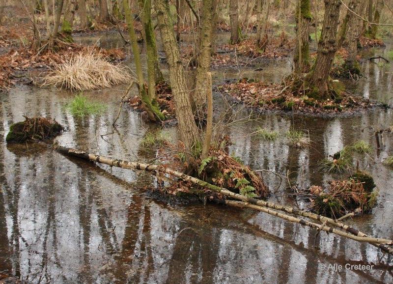 Wandeling 19 Februari 2017  18.jpg - Wandeling Cranendonck