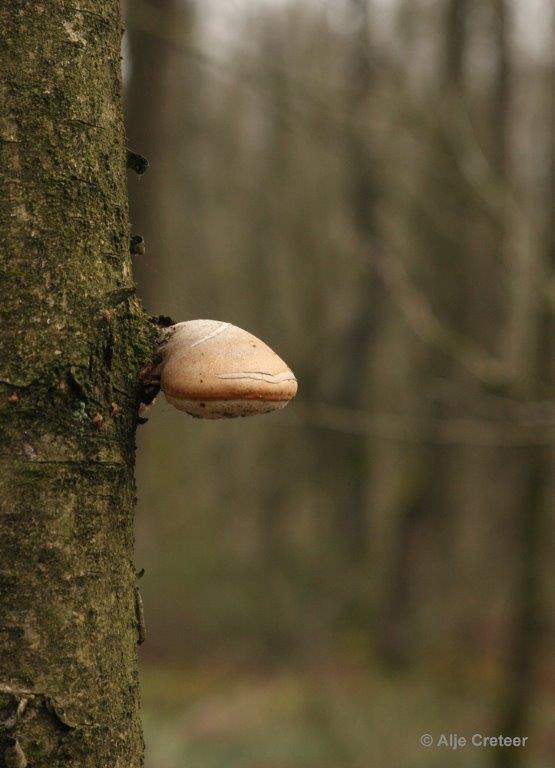 Wandeling 19 Februari 2017  20.jpg - Wandeling Cranendonck