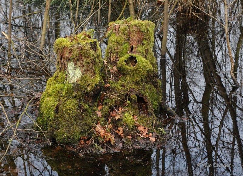 Wandeling 19 Februari 2017  30.jpg - Wandeling Cranendonck