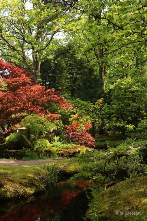 Japanse tuin 20.jpg - Japanse tuin Den Haag