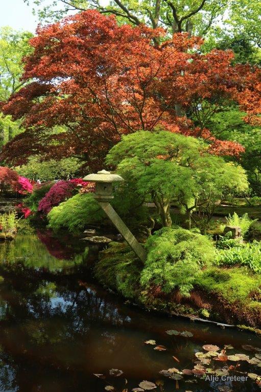 Japanse tuin 26.jpg - Japanse tuin Den Haag