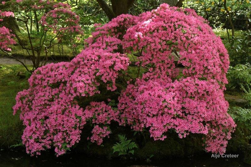 Japanse tuin 32.jpg - Japanse tuin Den Haag